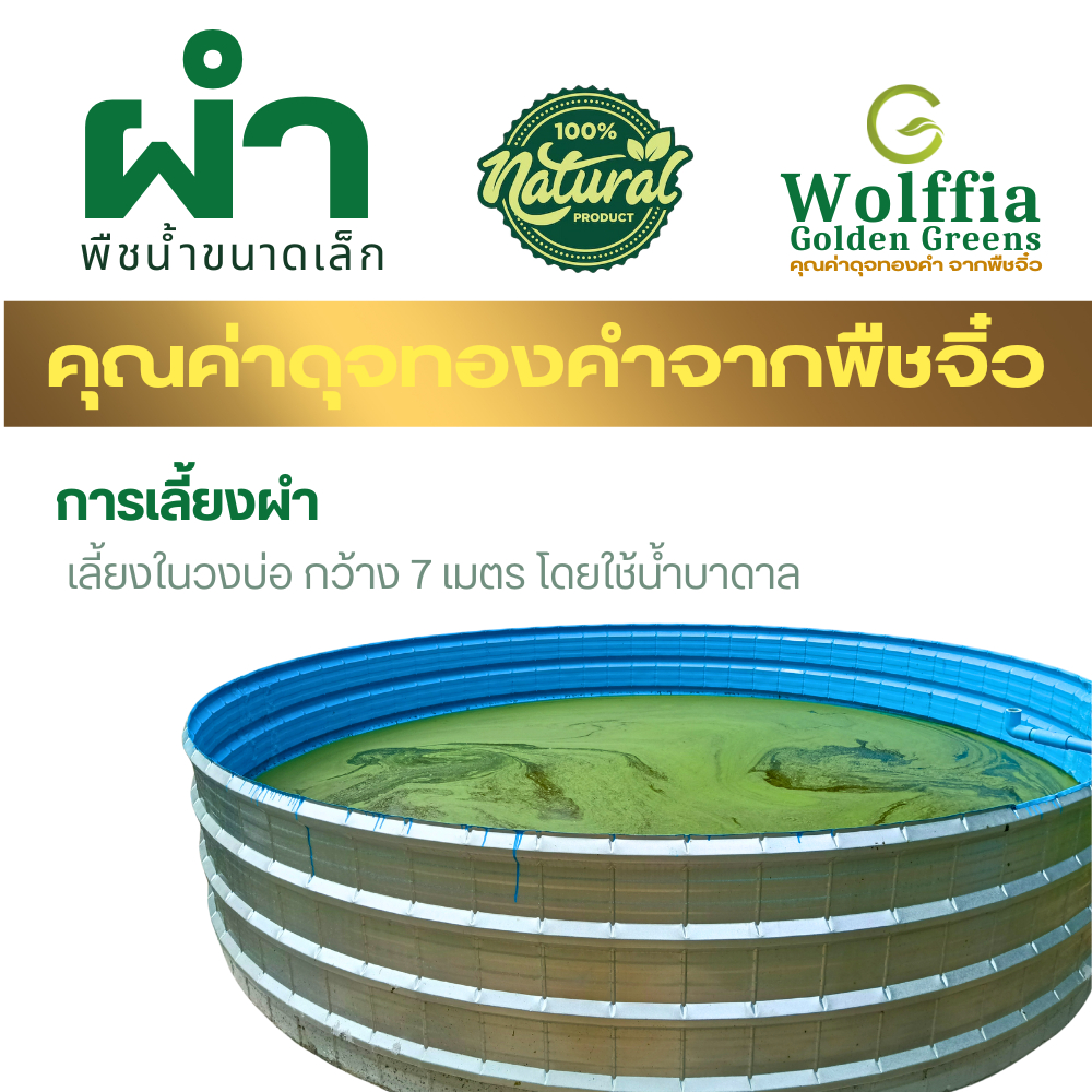G-Wolffia ผำแห้ง ไข่ผำอบแห้ง (Dried Wolffias) ขนาด 200ml (60 กรัม)