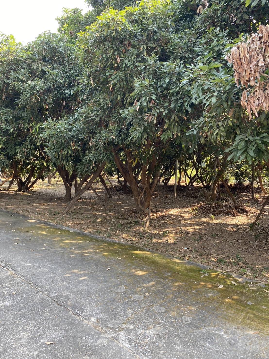 ให้เช่าที่ดินสวนลำไย 10 ไร่ +- ที่ดินติดถนนดำ หน้ากว้าง ใกล้ชุมชน น้ำไฟเข้าถึง ตำแหน่งที่ตั้ง ตำบล นาแก้ว อำเภอ เกาะคา จังหวัด ลำปาง