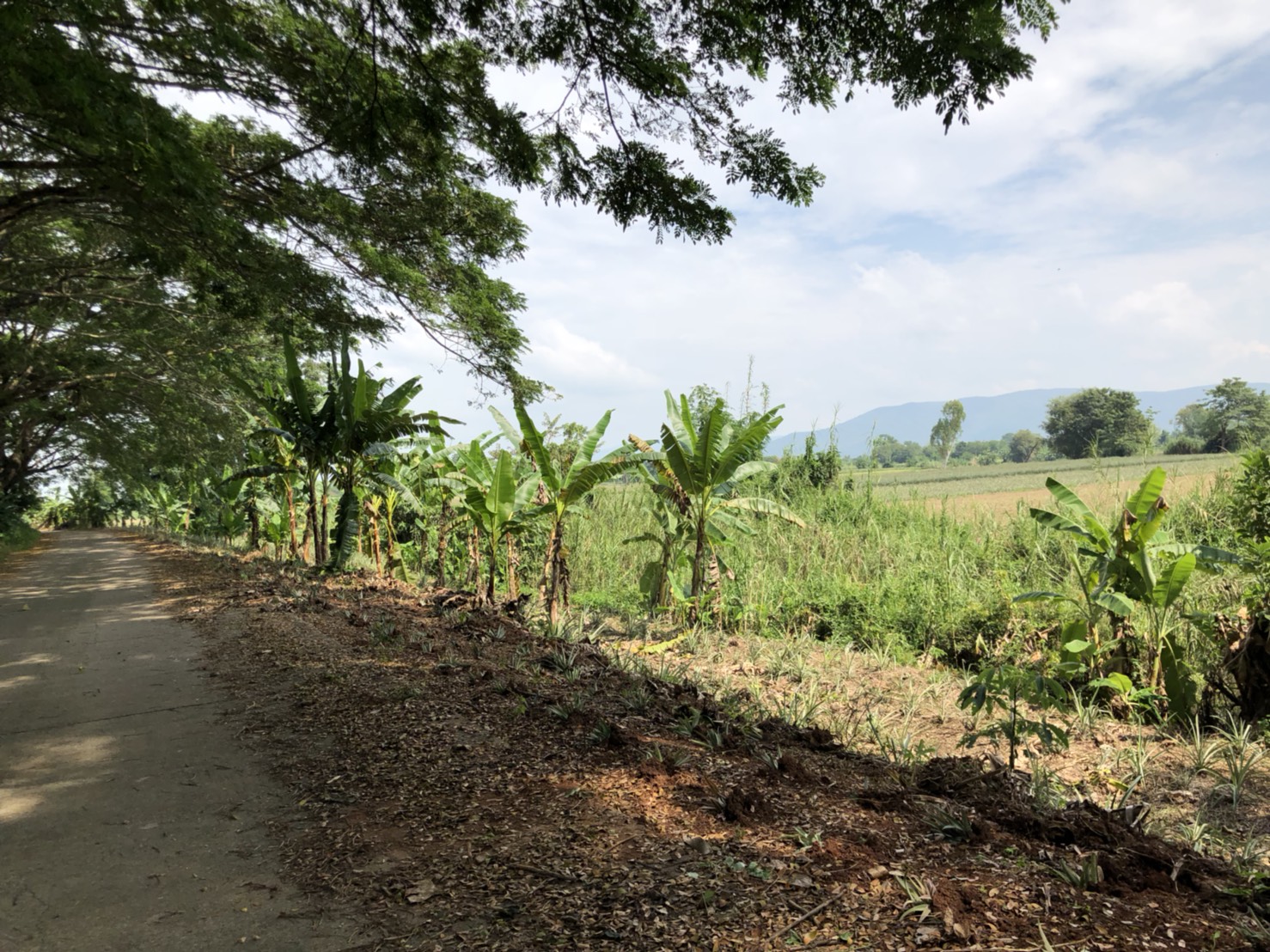 ขายที่ดินเชียงรายติดริมแม่น้ำ กก ราคาถูกมาก มี 2 แปลง อยู่ตำบล ริมกก อ เมือง จ เชียงราย ใกล้ ตรงข้ามโบราณสถาน