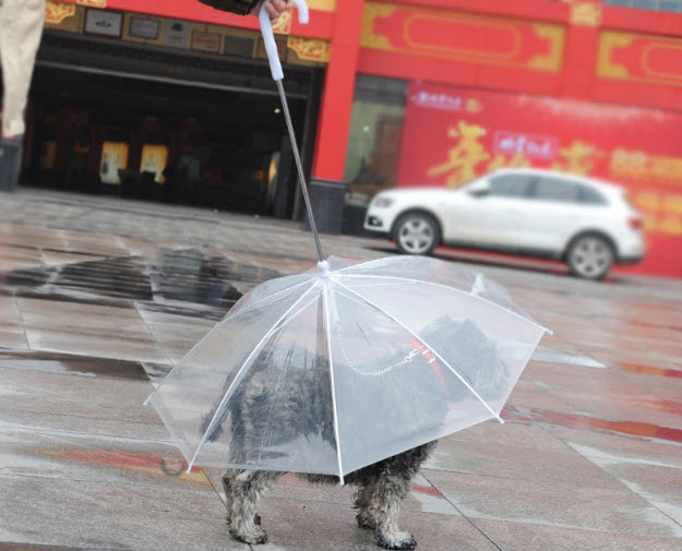ร่มกันฝนสุนัขและแมว