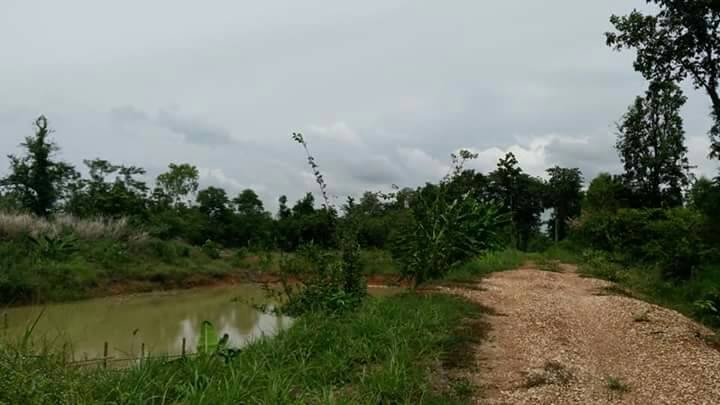 ที่ดินสวยราคาได้ ที่ดินยกแปลง 7 ไร่ 1 งาน 88 ตารางวา ที่ตั้ง ม.11 ต.นาเสียว อ.เมือง.จ.ชัยภูมิ