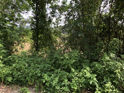 ขายที่ดินเชียงรายติดริมแม่น้ำ กก ราคาถูกมาก มี 2 แปลง อยู่ตำบล ริมกก อ เมือง จ เชียงราย ใกล้ ตรงข้ามโบราณสถาน