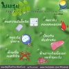 "ใบมะรุม" สมุนไพรโปรตีนสูง