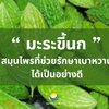“มะระขี้นก” สมุนไพรที่ช่วยรักษาเบาหวานได้อย่างดี