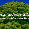 “ การบูร ” สมุนไพรมากประโยชน์ และข้อควรระวังในการใช้งานที่ควรรู้