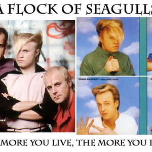 A Flock of Seagulls