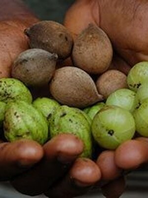 ตรีผลา สมุนไพรไทย สรรพคุณมากครอบจักรวาล