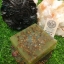 สบู่เมล็ดผักชี OLIVINE