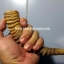เขากวาง ใช้ทำด้ามมีดได้ ลายสวย