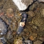มีดใบตาย/มีดยังชีพ Gerber Bear Grylls Ultimate Pro มีนกหวีด+ที่ลับมีด+ที่จุดไฟ ของแท้ ของใหม่