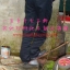 ไม้เท้าไผ่จีนโบราณข้อปูดๆ ไม้เท้าไผ่เติ้ง(เสี่ยวผิง) (10)