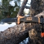 มีดใบตาย/มีดยังชีพ Gerber Bear Grylls Ultimate Pro มีนกหวีด+ที่ลับมีด+ที่จุดไฟ ของแท้ ของใหม่