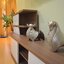 ให้เช่าคอนโด Belle Park Residence (เบล พาร์ค เรสซิเดนท์) 2 ห้องนอน 2 ห้องน้ำ ขนาด 98 ตรม.