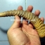 เขากวาง ใช้ทำด้ามมีดได้ ลายสวย
