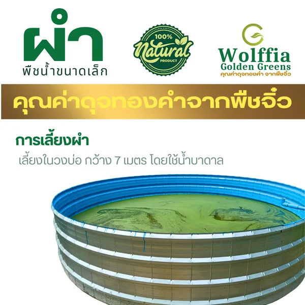 G-Wolffia ผำแห้ง ไข่ผำอบแห้ง (Dried Wolffias) ขนาด 200ml (50 กรัม) image 6 G-Wolffia ผำแห้ง ไข่ผำอบแห้ง (Dried Wolffias) ขนาด 200ml (50 กรัม) image 6